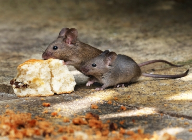 Pantry Protection Tips to Keep Mice Away this Winter - Mice Mob  Exterminators