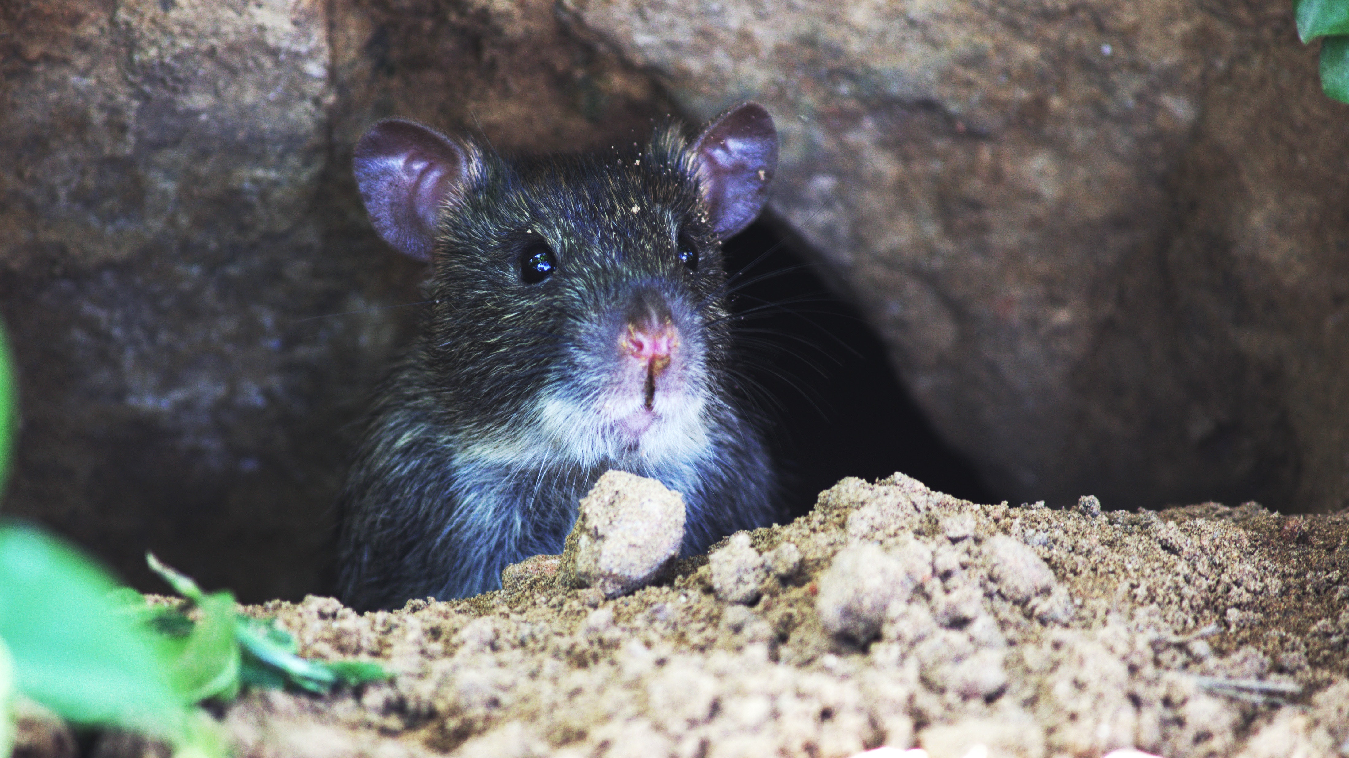 Top Items in Your Home that Attract Mice - Mice Mob Exterminators