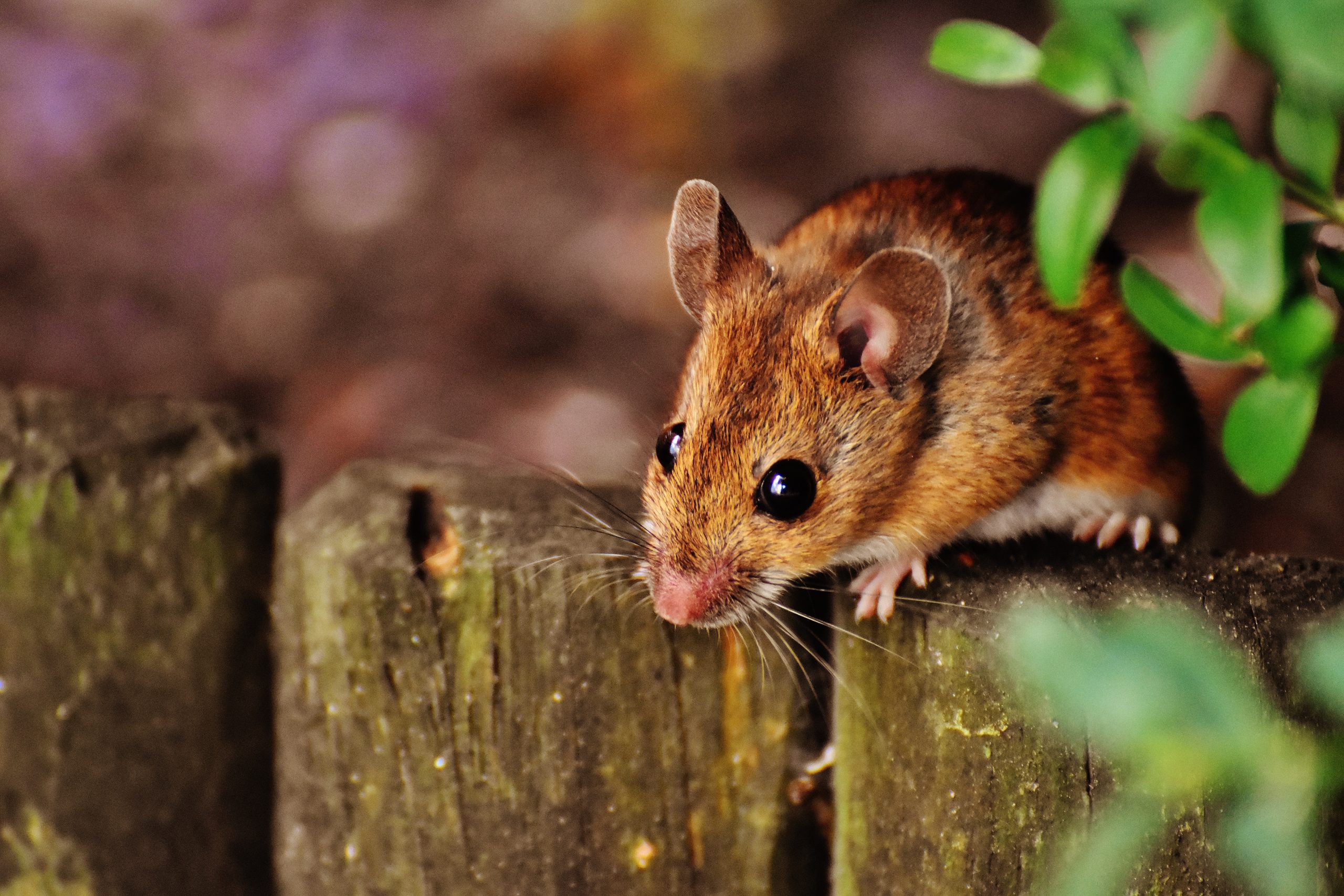 Stop your home becoming infested with mice or rats as autumn draws in -  Devon Live