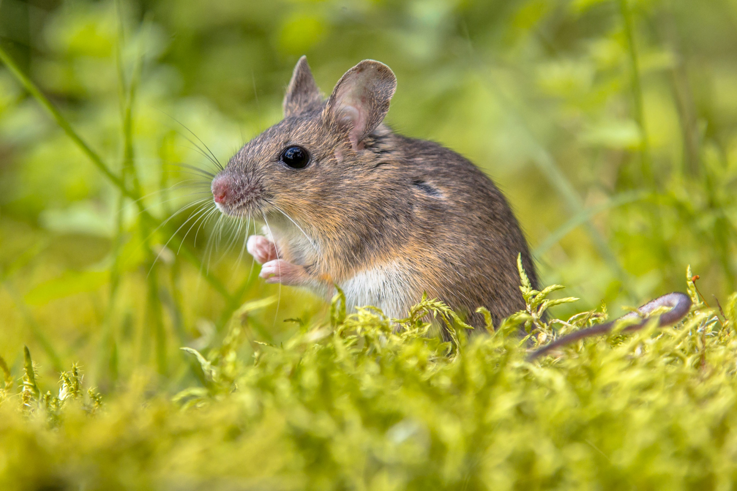 3 Simple Steps to Mice Control Prevention - Mice Mob Exterminators