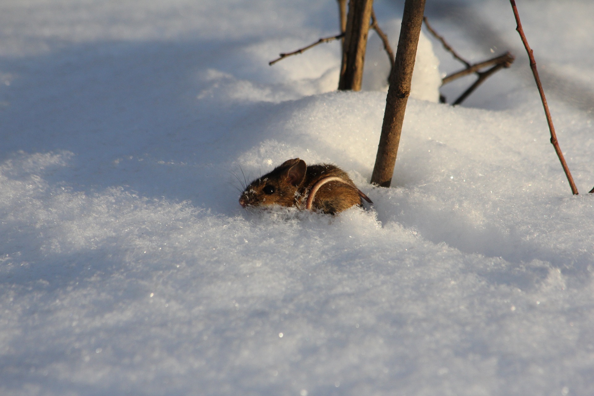 Winter Signs Mice Are Trying to Come In Mice Mob Exterminators