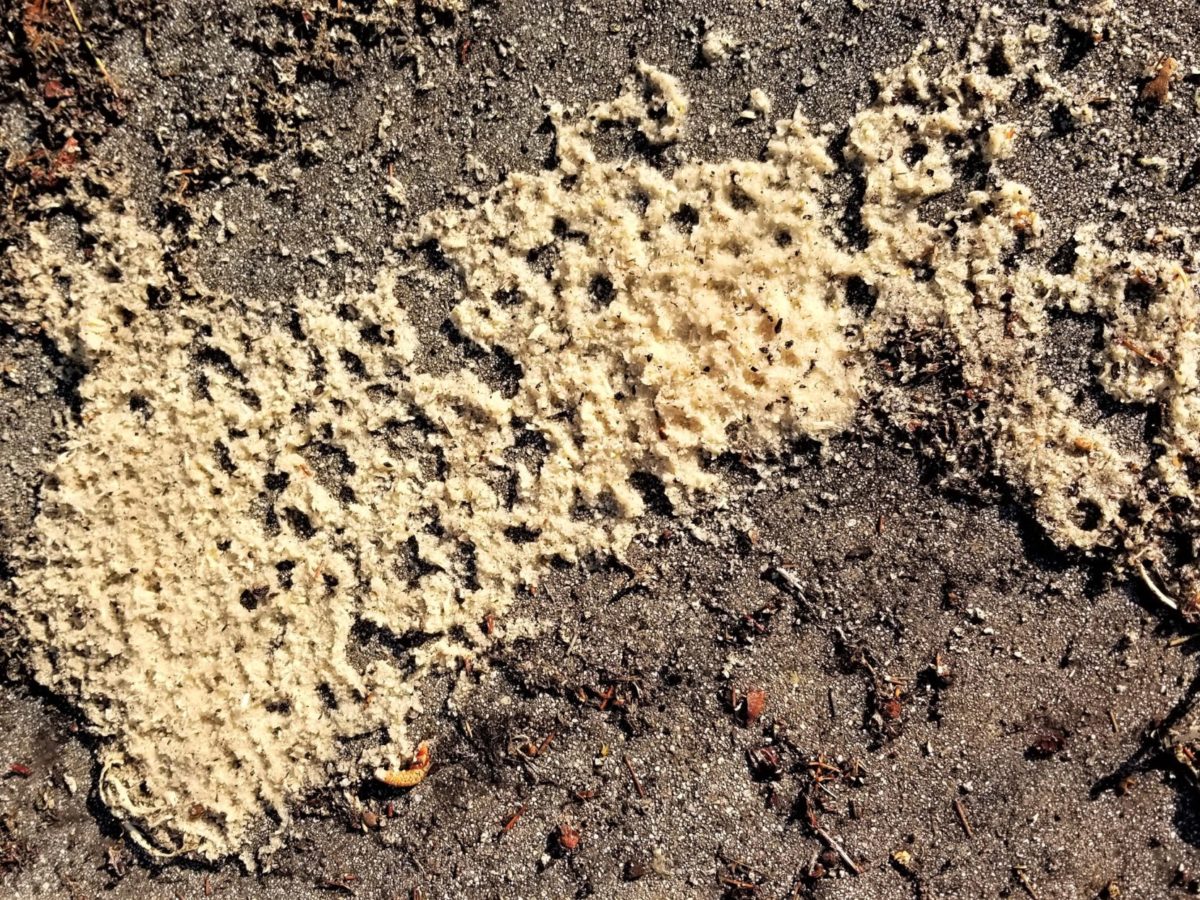 wood shavings for mice