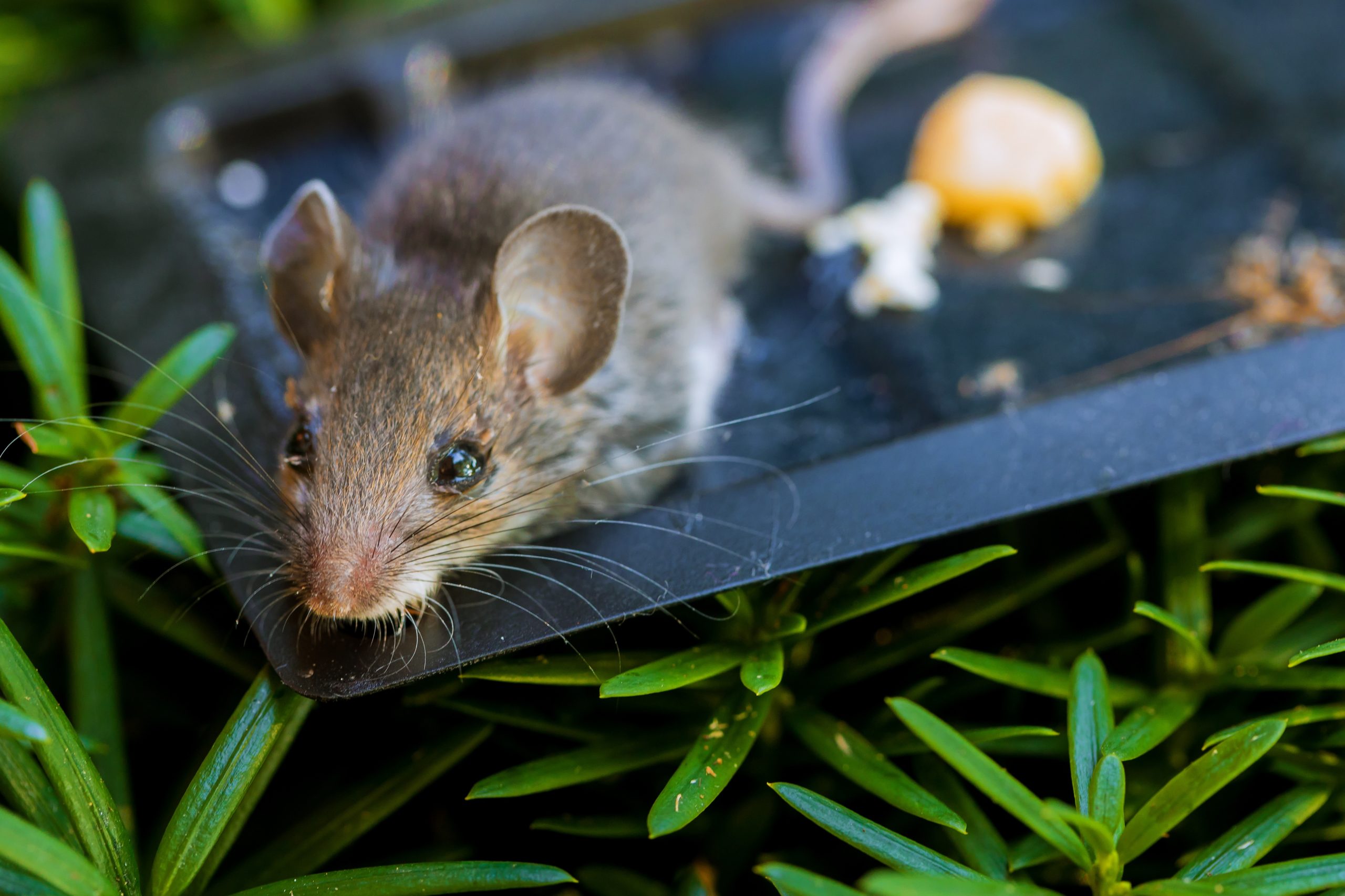 The Dangers Of Using Poison Traps Outside Your Home Mice Mob