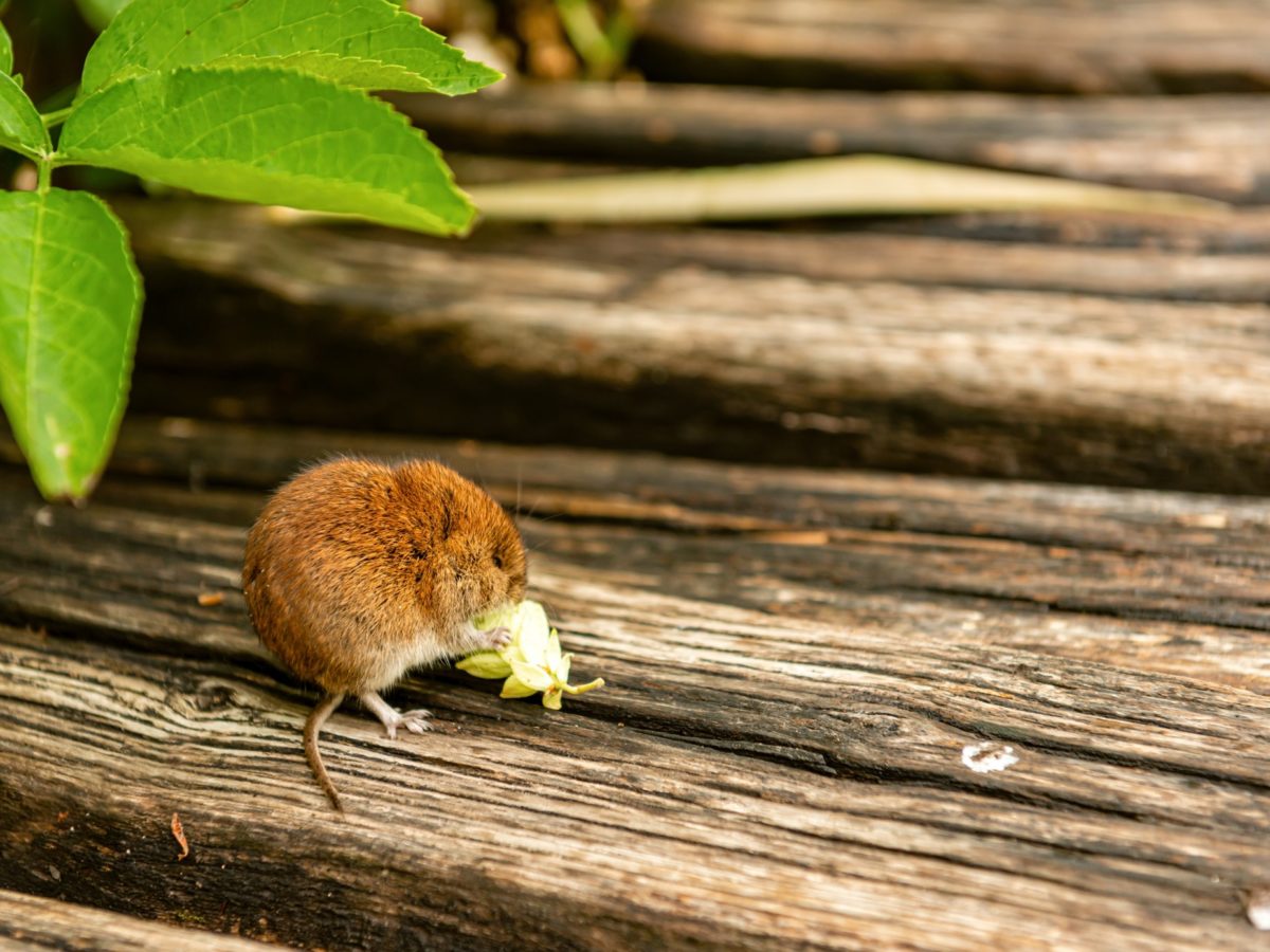 Pantry Protection Tips to Keep Mice Away this Winter - Mice Mob  Exterminators