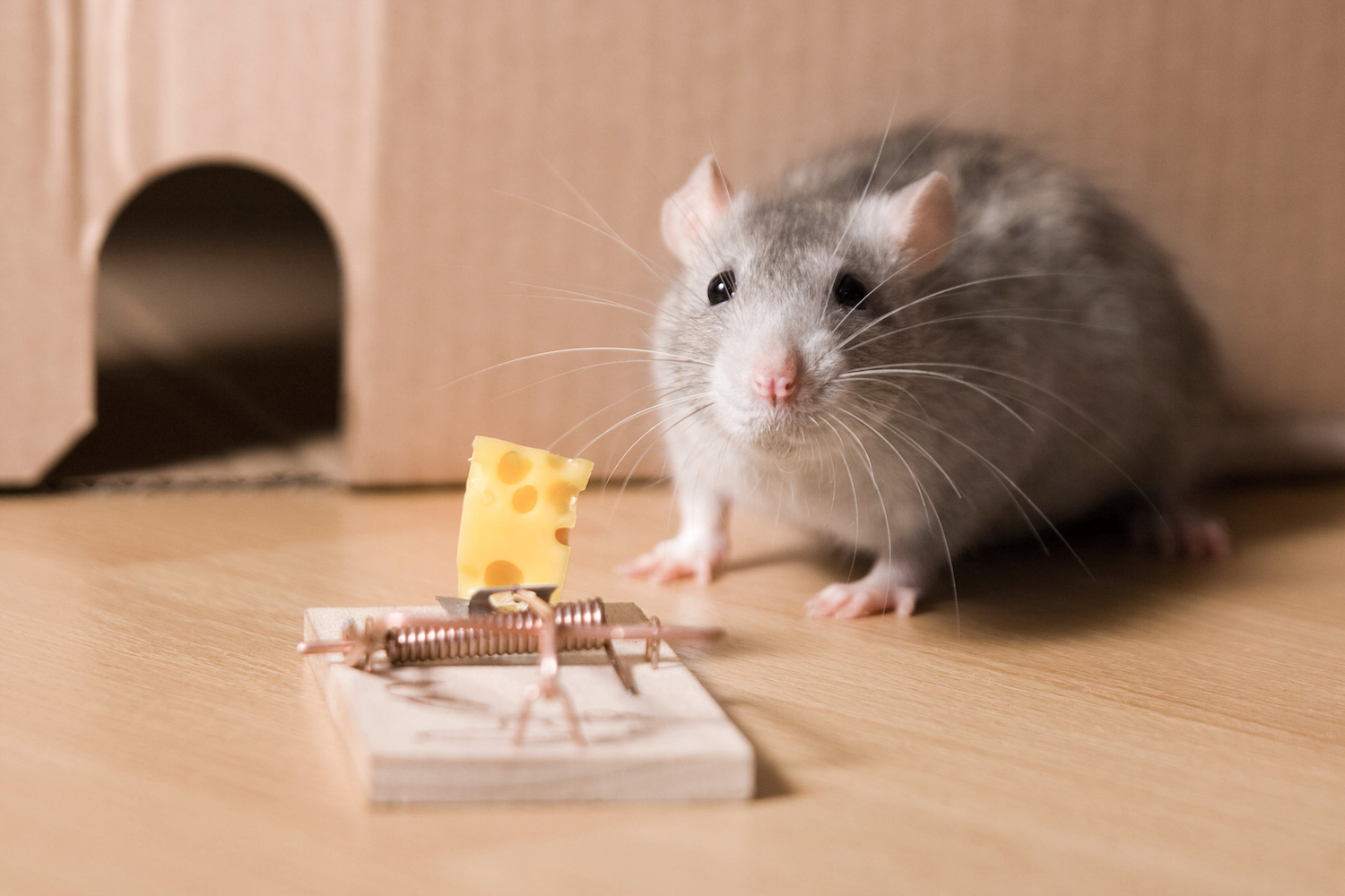 What Are the Most Effective Mouse Traps? - Mice Mob Exterminators