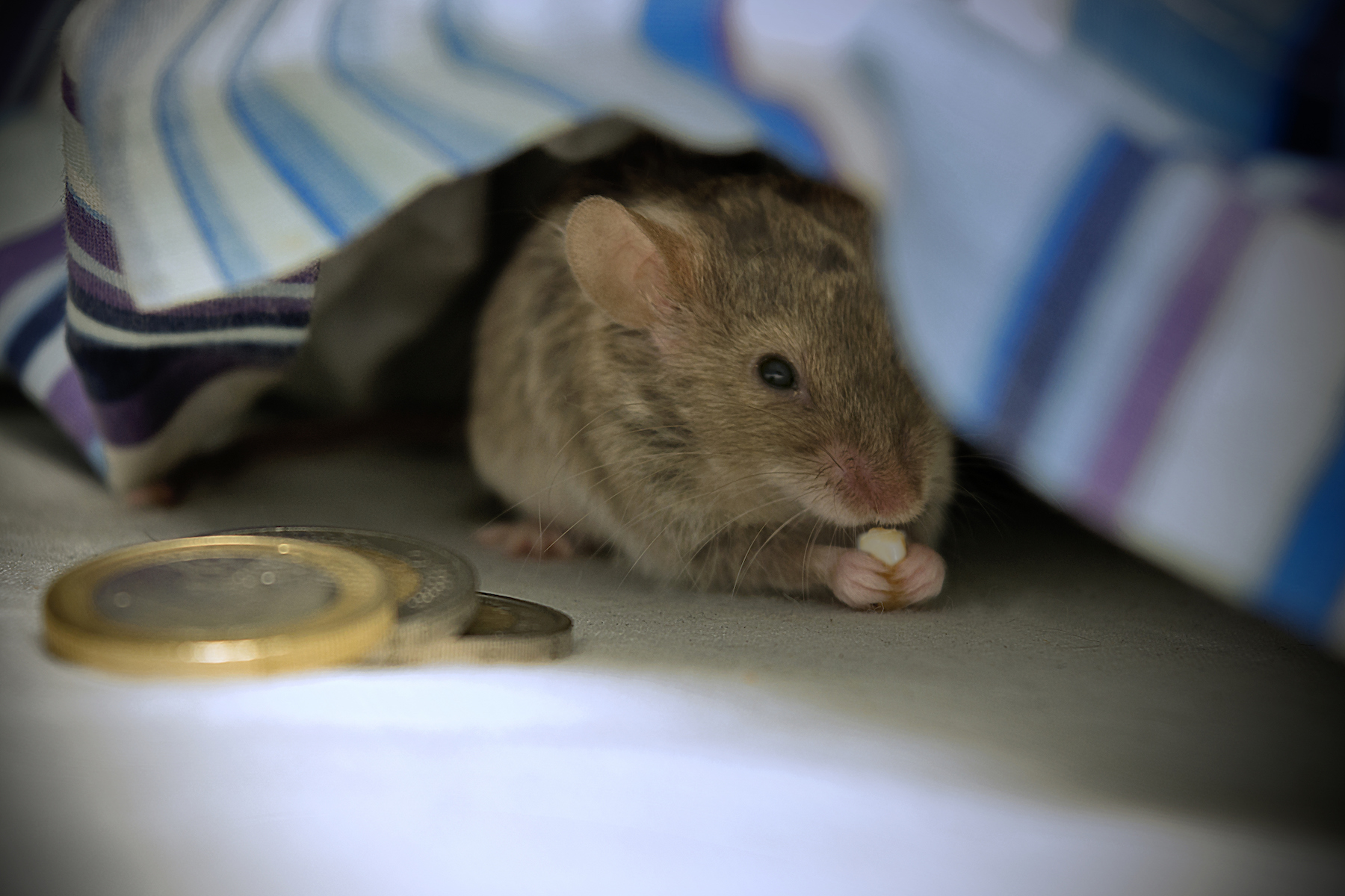 Keeping Mice Out of the Bedroom - Mice Mob Exterminators