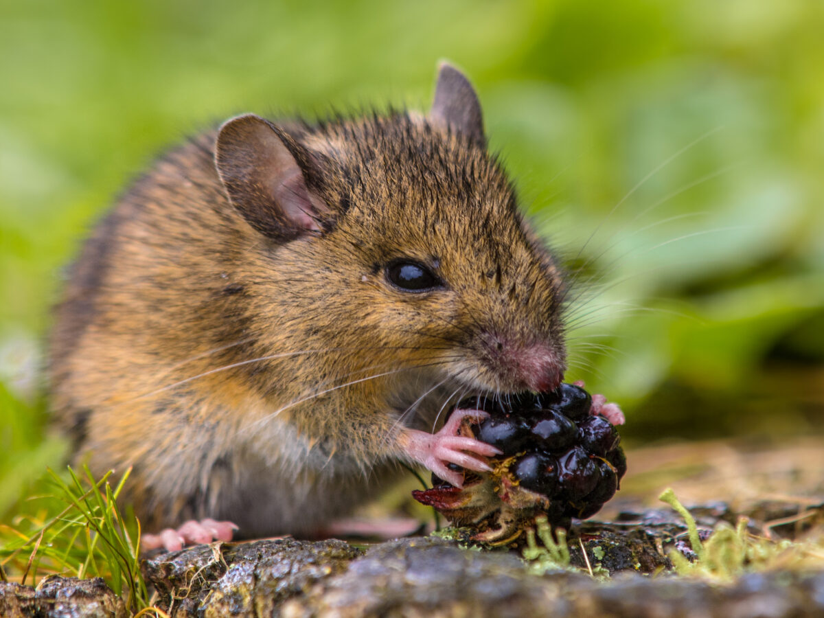 4 Things That Attract Mice