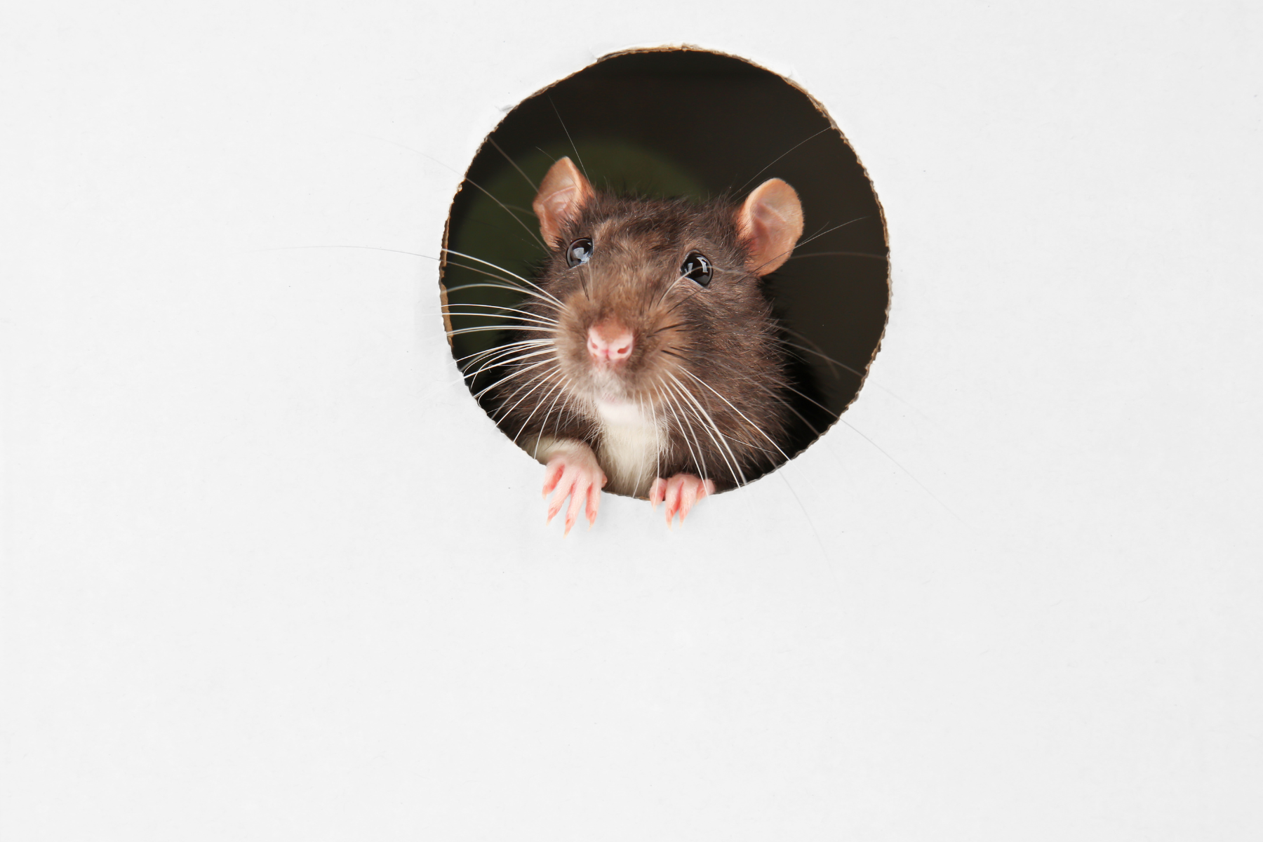 Pantry Protection Tips to Keep Mice Away this Winter - Mice Mob  Exterminators